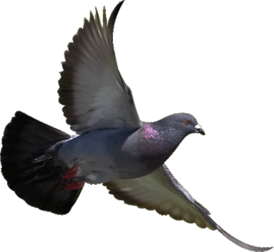 bird-pigeon-flying-transparent-background-0400-10049.gif