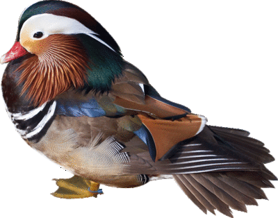 duck bird