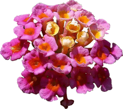 flowers clip art pink. hair Free Carnation Clipart clipart flower pink. Small Pink Flowers